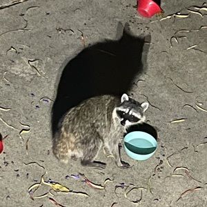 Meet your Posher, Cheyenne